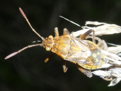 Stictopleurus abutilon